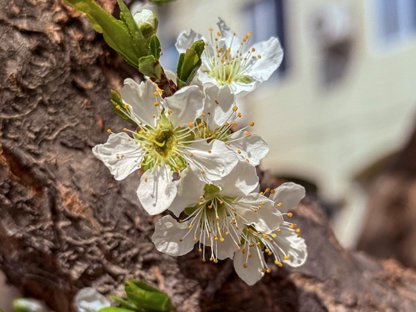 021743577166629280.jpg 梨花.jpg