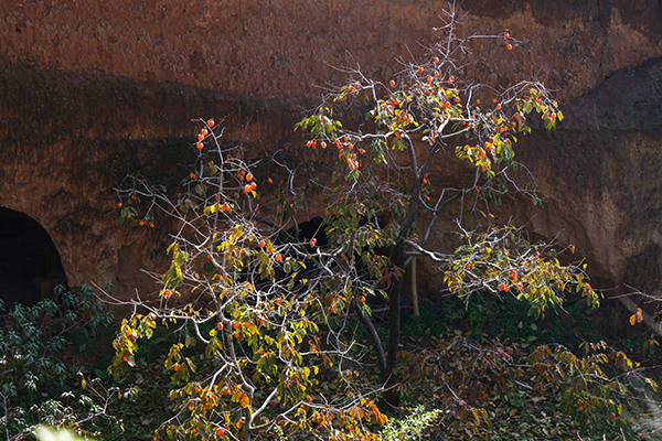 4E8A7333  副圖.jpg