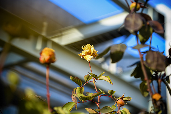 241763945389133455.jpg 9 600.jpg